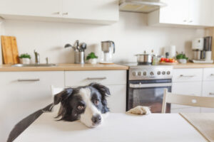 Creating a Pet-Friendly Kitchen That Stands Up to Wear and Tear
